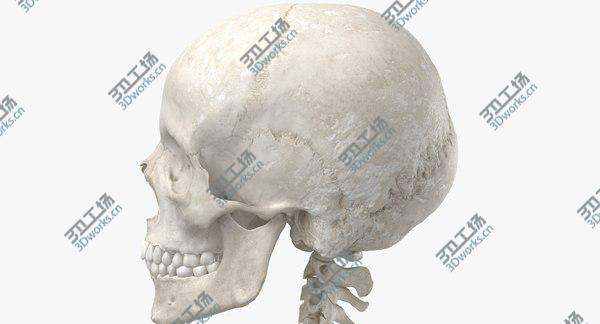 images/goods_img/20210312/3D Real Human Woman Skeleton Bones Anatomy 01 white/4.jpg